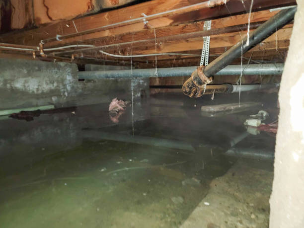 Best Professional water damage repair  in Eden, NC